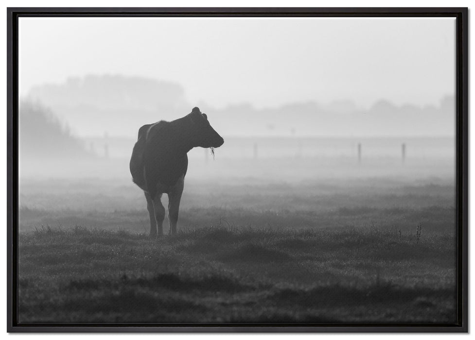 fressende Kuh auf der Weide auf Leinwandbild gerahmt Größe 100x70