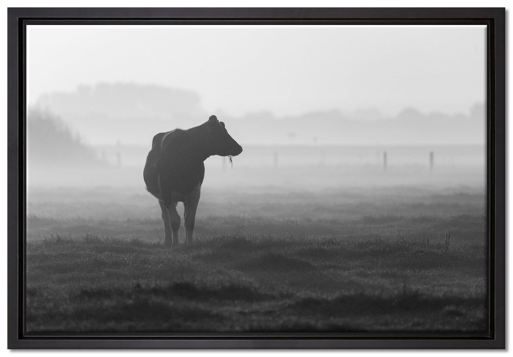fressende Kuh auf der Weide auf Leinwandbild gerahmt Größe 60x40