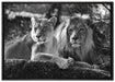 interessiertes Löwenpaar Kunst B&W auf Leinwandbild gerahmt Größe 100x70