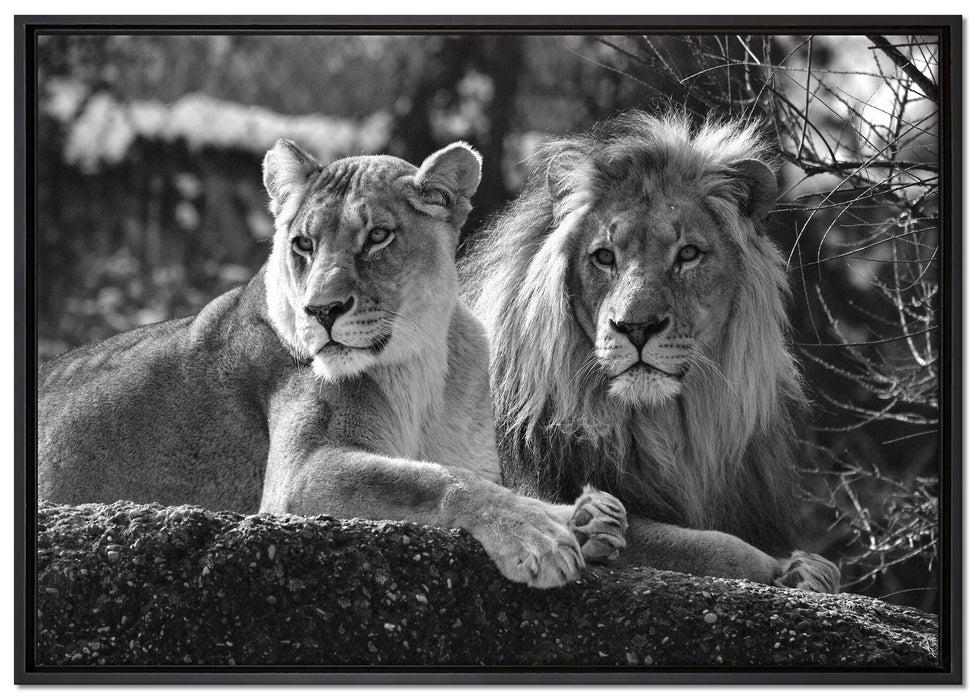 interessiertes Löwenpaar Kunst B&W auf Leinwandbild gerahmt Größe 100x70
