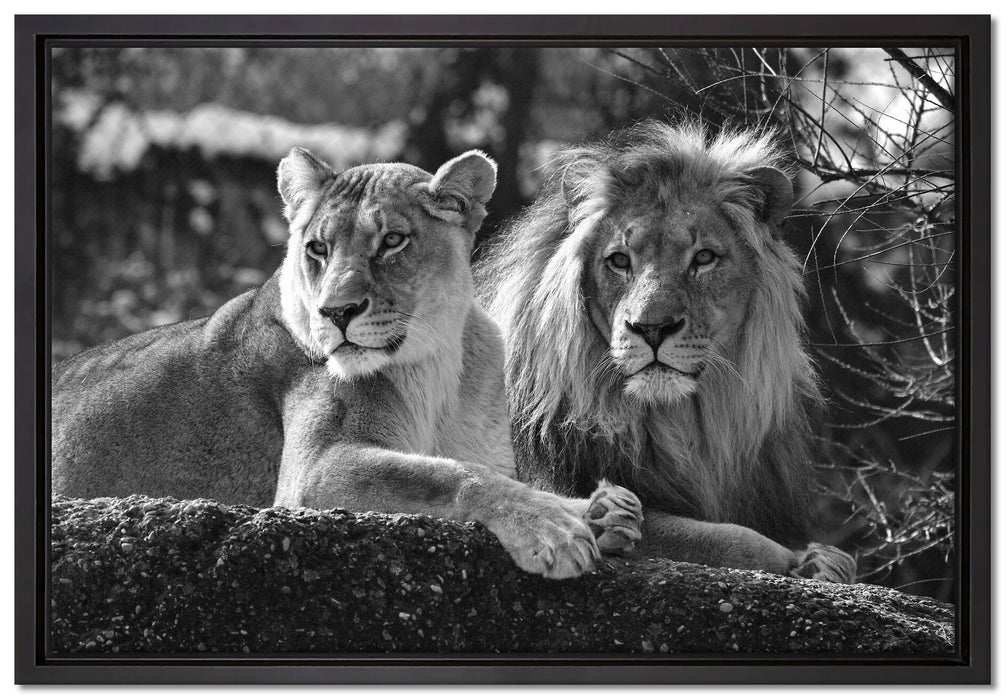 interessiertes Löwenpaar Kunst B&W auf Leinwandbild gerahmt Größe 60x40