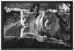 interessiertes Löwenpaar Kunst B&W auf Leinwandbild gerahmt Größe 60x40