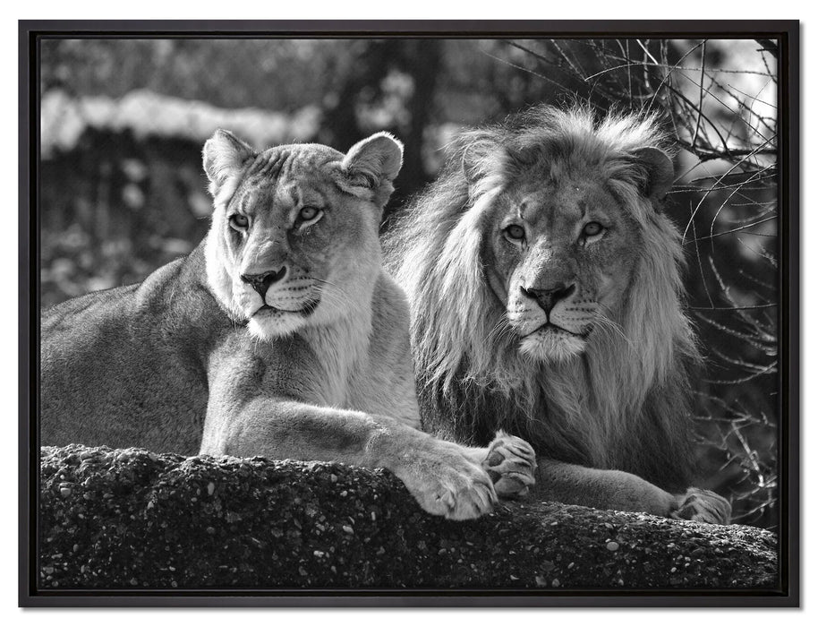 interessiertes Löwenpaar Kunst B&W auf Leinwandbild gerahmt Größe 80x60