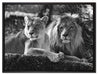 interessiertes Löwenpaar Kunst B&W auf Leinwandbild gerahmt Größe 80x60