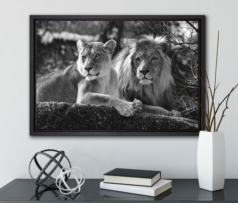 interessiertes Löwenpaar Kunst B&W auf Leinwandbild gerahmt mit Kirschblüten