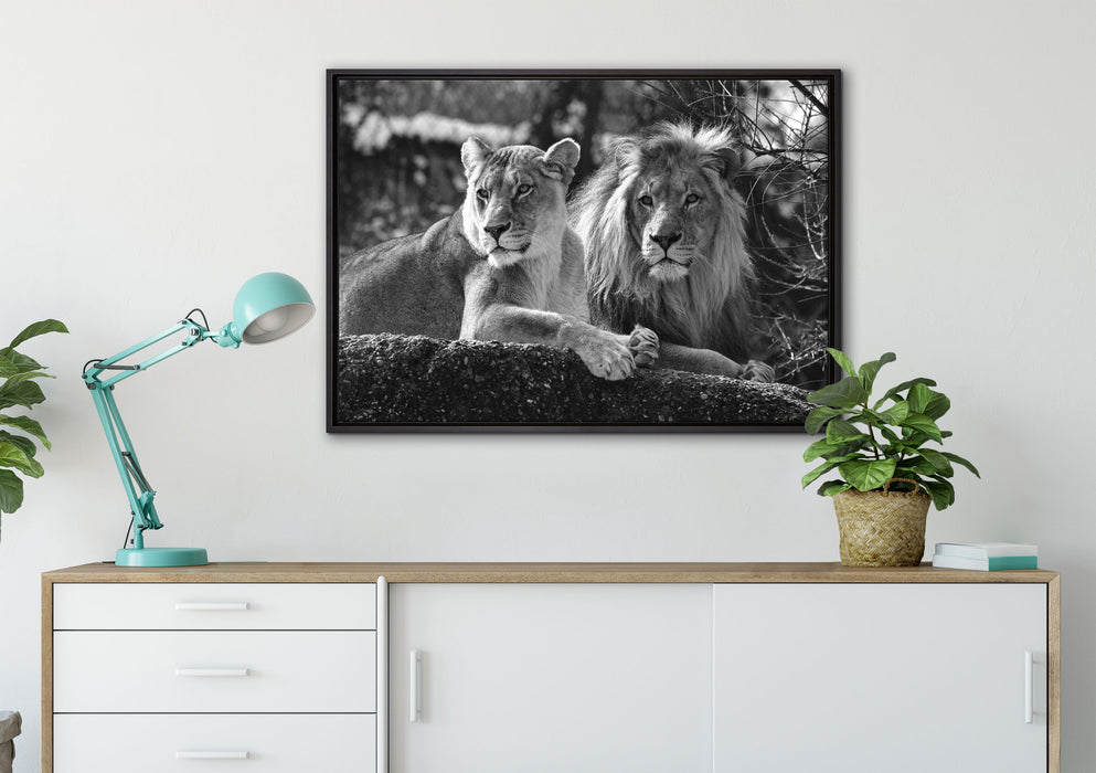 interessiertes Löwenpaar Kunst B&W auf Leinwandbild gerahmt verschiedene Größen im Wohnzimmer
