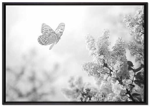 Schmetterling Kirschblüten auf Leinwandbild gerahmt Größe 100x70