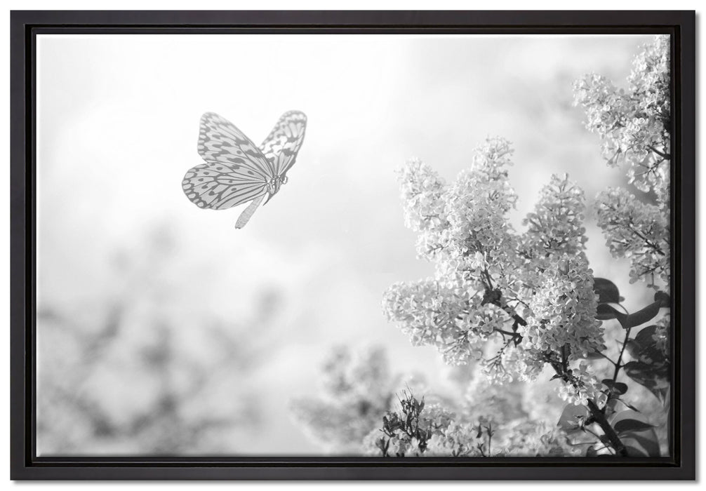 Schmetterling Kirschblüten auf Leinwandbild gerahmt Größe 60x40