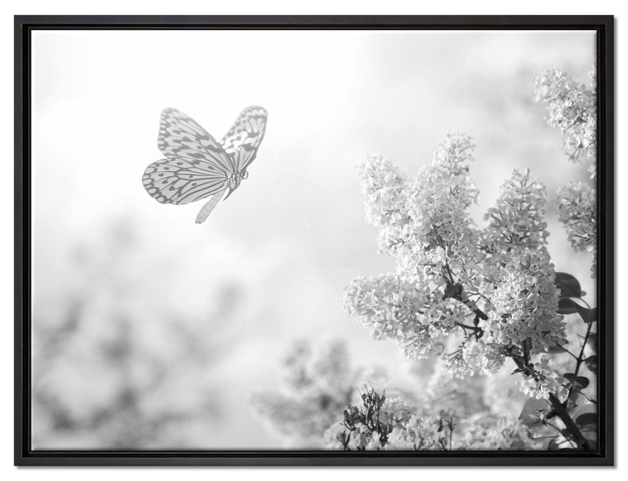 Schmetterling Kirschblüten auf Leinwandbild gerahmt Größe 80x60