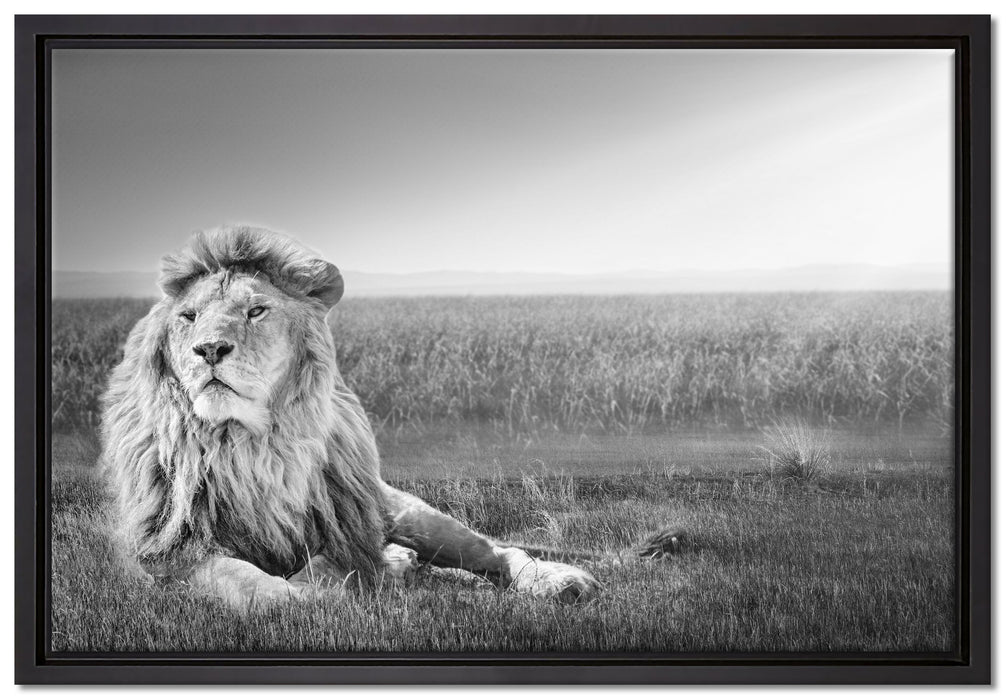 Majestätischer Löwe Kunst B&W auf Leinwandbild gerahmt Größe 60x40