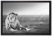 Majestätischer Löwe Kunst B&W auf Leinwandbild gerahmt Größe 60x40