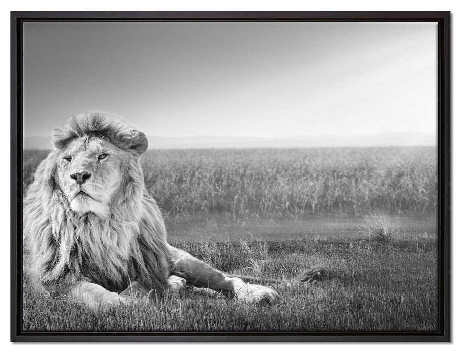 Majestätischer Löwe Kunst B&W auf Leinwandbild gerahmt Größe 80x60