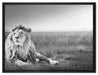 Majestätischer Löwe Kunst B&W auf Leinwandbild gerahmt Größe 80x60