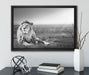 Majestätischer Löwe Kunst B&W auf Leinwandbild gerahmt mit Kirschblüten