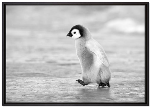 Kaiserpinguinkücken auf Leinwandbild gerahmt Größe 100x70