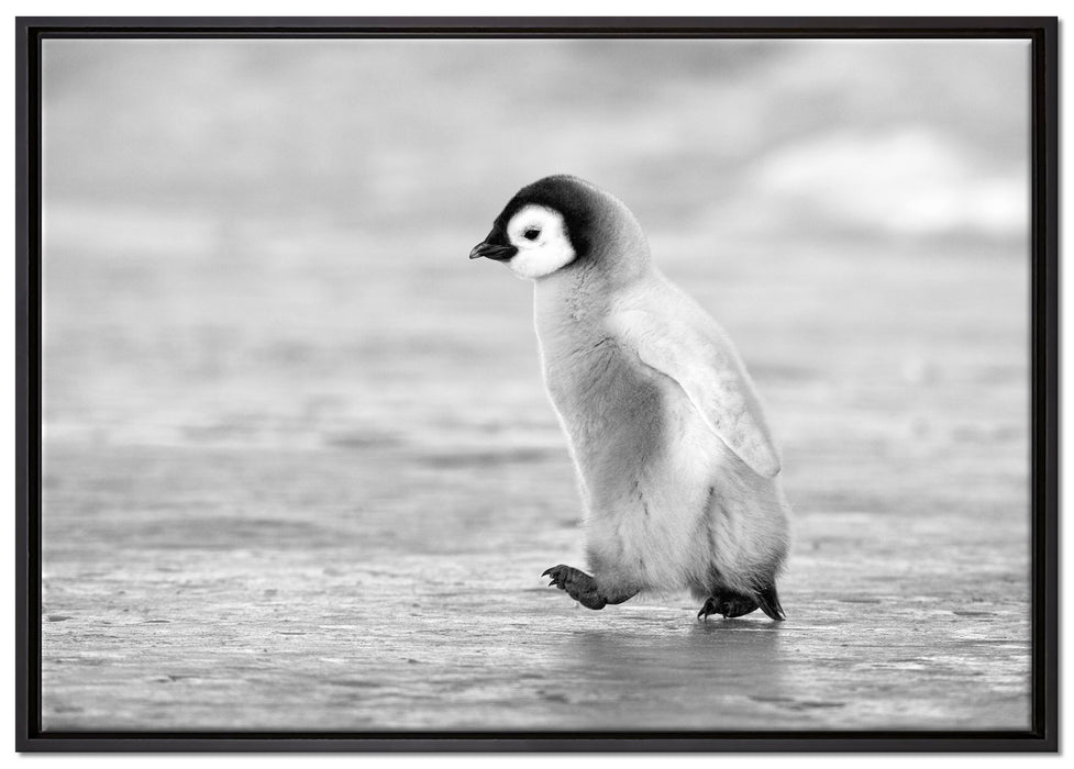 Kaiserpinguinkücken auf Leinwandbild gerahmt Größe 100x70
