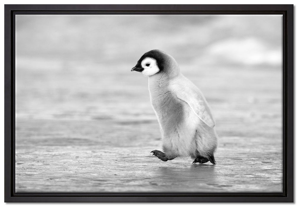 Kaiserpinguinkücken auf Leinwandbild gerahmt Größe 60x40