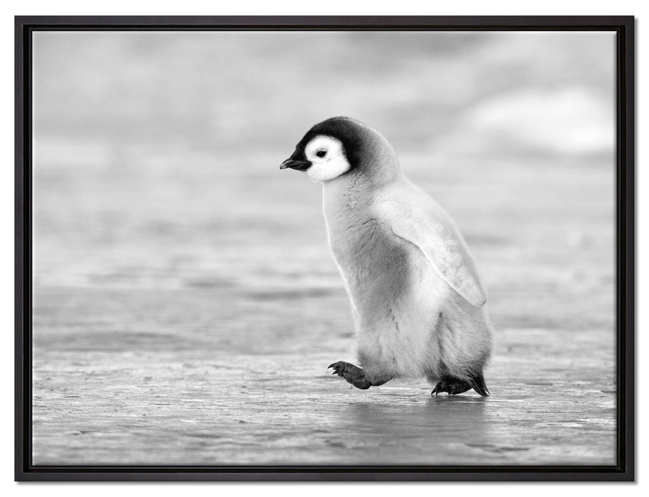 Kaiserpinguinkücken auf Leinwandbild gerahmt Größe 80x60