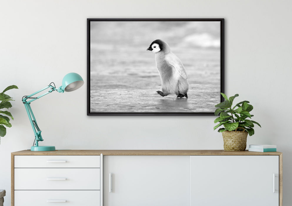 Kaiserpinguinkücken auf Leinwandbild gerahmt verschiedene Größen im Wohnzimmer