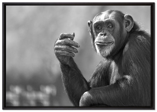 Aufmerksamer Schimpanse Kunst B&W auf Leinwandbild gerahmt Größe 100x70