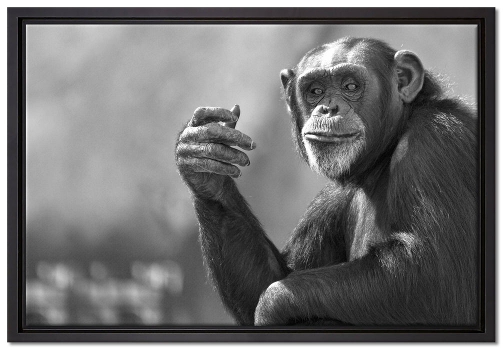 Aufmerksamer Schimpanse Kunst B&W auf Leinwandbild gerahmt Größe 60x40