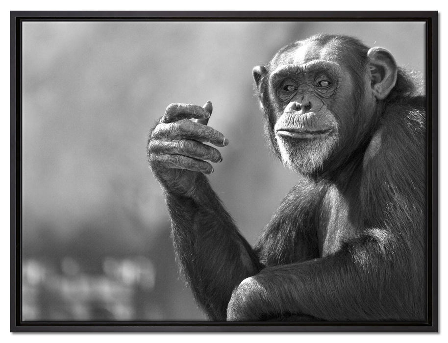 Aufmerksamer Schimpanse Kunst B&W auf Leinwandbild gerahmt Größe 80x60