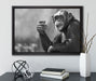 Aufmerksamer Schimpanse Kunst B&W auf Leinwandbild gerahmt mit Kirschblüten