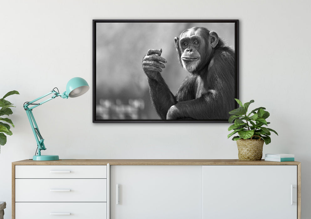 Aufmerksamer Schimpanse Kunst B&W auf Leinwandbild gerahmt verschiedene Größen im Wohnzimmer