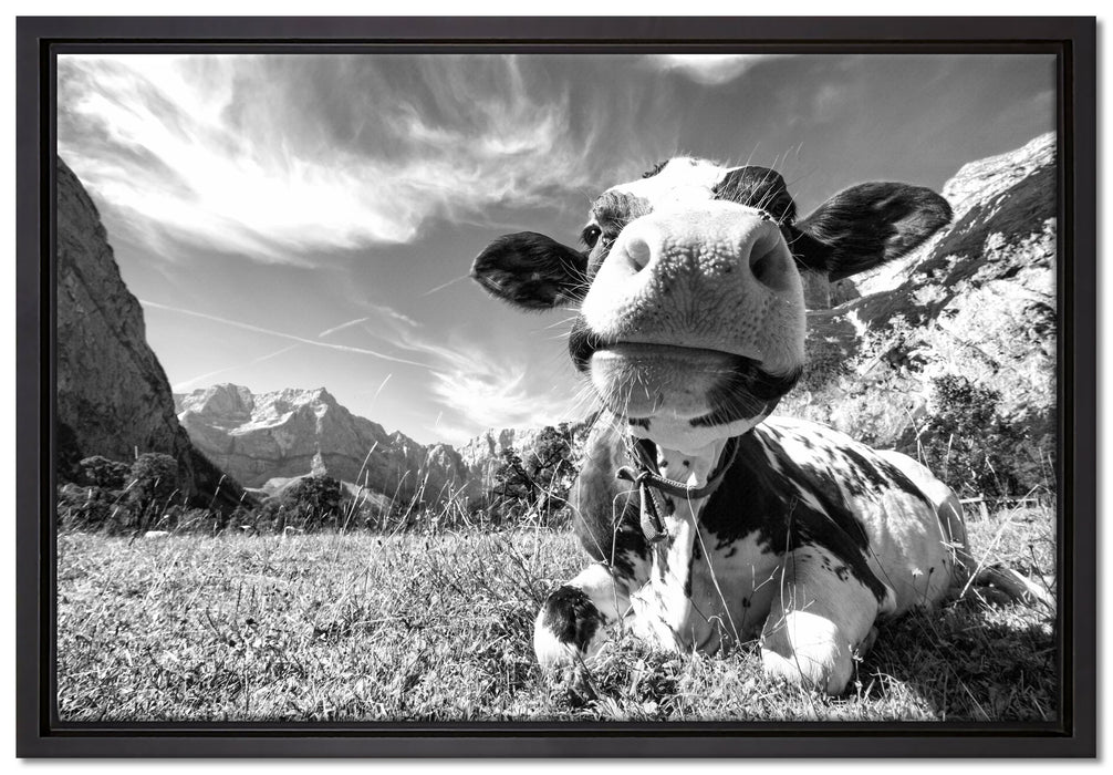 Kuh im Karwendelgebirge Kunst B&W auf Leinwandbild gerahmt Größe 60x40