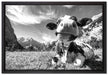 Kuh im Karwendelgebirge Kunst B&W auf Leinwandbild gerahmt Größe 60x40