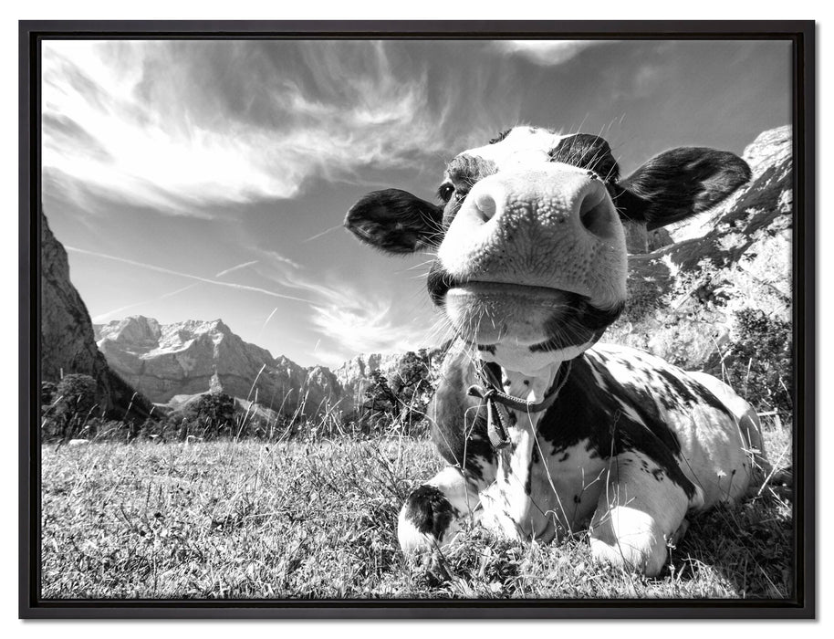 Kuh im Karwendelgebirge Kunst B&W auf Leinwandbild gerahmt Größe 80x60