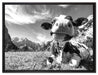 Kuh im Karwendelgebirge Kunst B&W auf Leinwandbild gerahmt Größe 80x60