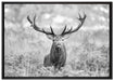 Großer Hirsch im Feld Kunst B&W auf Leinwandbild gerahmt Größe 100x70