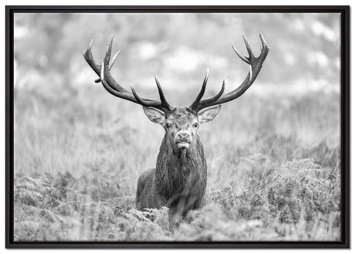 Großer Hirsch im Feld Kunst B&W auf Leinwandbild gerahmt Größe 100x70