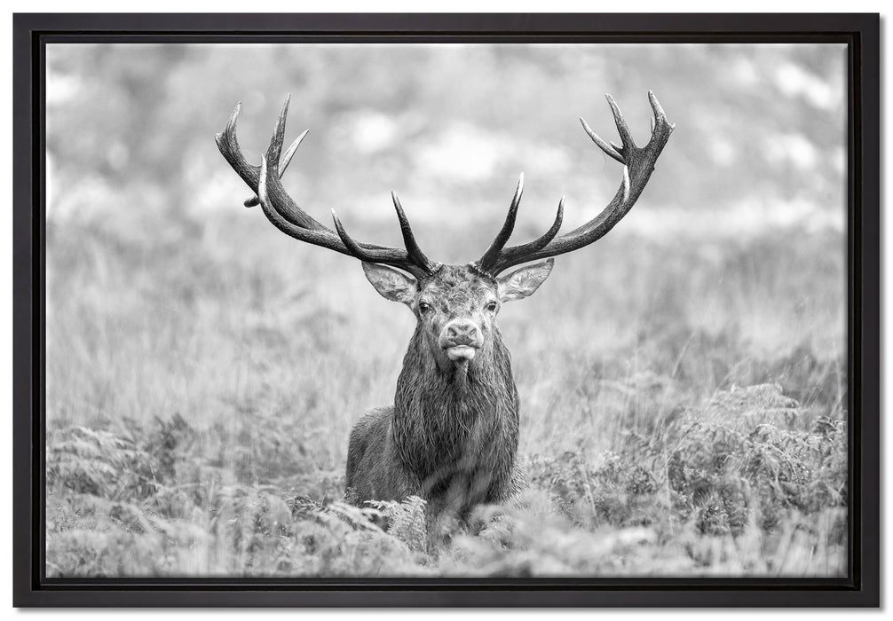 Großer Hirsch im Feld Kunst B&W auf Leinwandbild gerahmt Größe 60x40