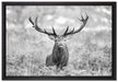 Großer Hirsch im Feld Kunst B&W auf Leinwandbild gerahmt Größe 60x40