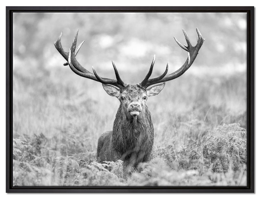 Großer Hirsch im Feld Kunst B&W auf Leinwandbild gerahmt Größe 80x60