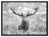 Großer Hirsch im Feld Kunst B&W auf Leinwandbild gerahmt Größe 80x60
