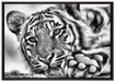Tiger auf Leinwandbild gerahmt Größe 100x70