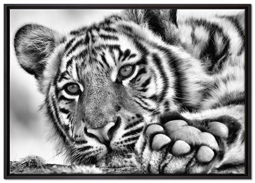 Tiger auf Leinwandbild gerahmt Größe 100x70