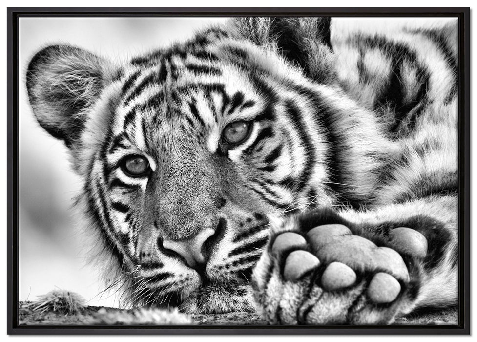 Tiger auf Leinwandbild gerahmt Größe 100x70