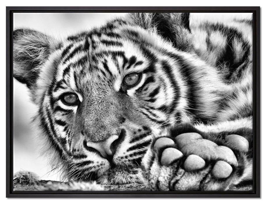 Tiger auf Leinwandbild gerahmt Größe 80x60