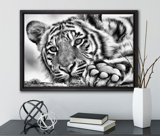 Tiger auf Leinwandbild gerahmt mit Kirschblüten