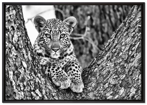 Leopardenbaby auf Leinwandbild gerahmt Größe 100x70