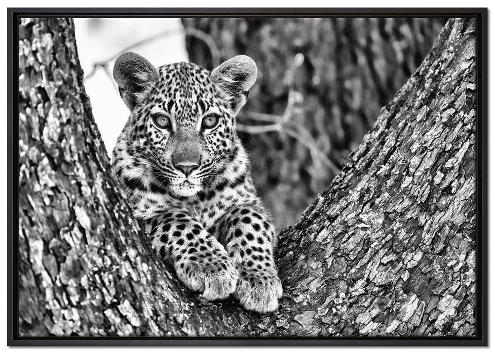 Leopardenbaby auf Leinwandbild gerahmt Größe 100x70