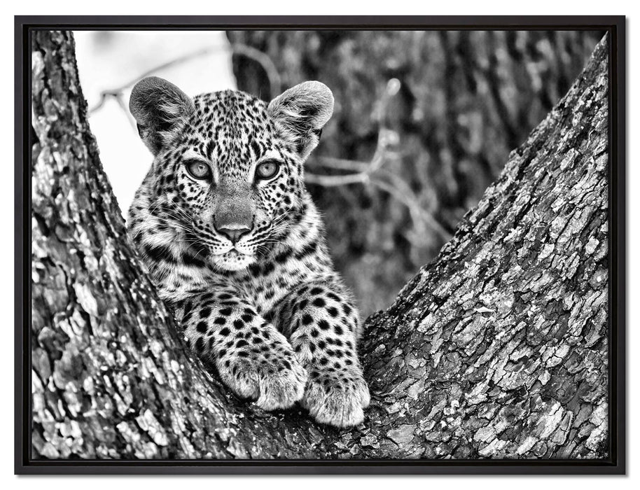 Leopardenbaby auf Leinwandbild gerahmt Größe 80x60
