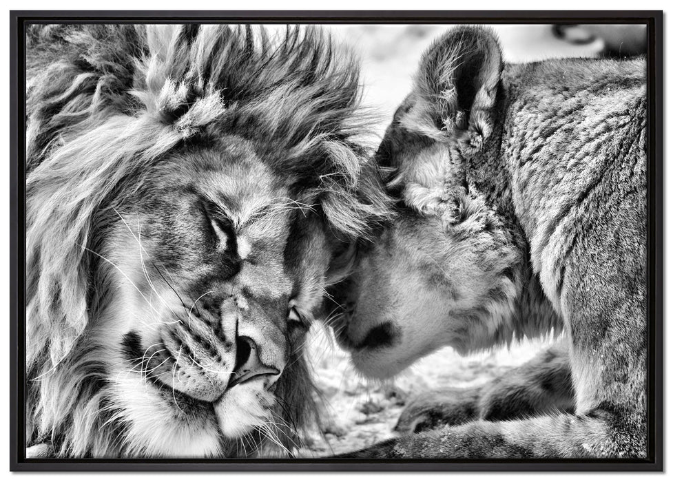 Kuschelnde Löwen auf Leinwandbild gerahmt Größe 100x70