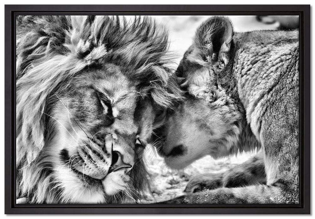 Kuschelnde Löwen auf Leinwandbild gerahmt Größe 60x40