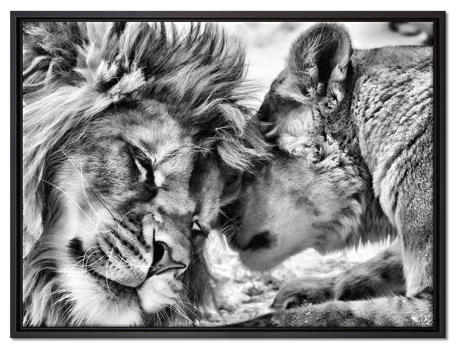 Kuschelnde Löwen auf Leinwandbild gerahmt Größe 80x60