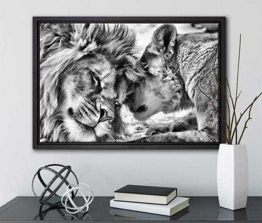 Kuschelnde Löwen auf Leinwandbild gerahmt mit Kirschblüten